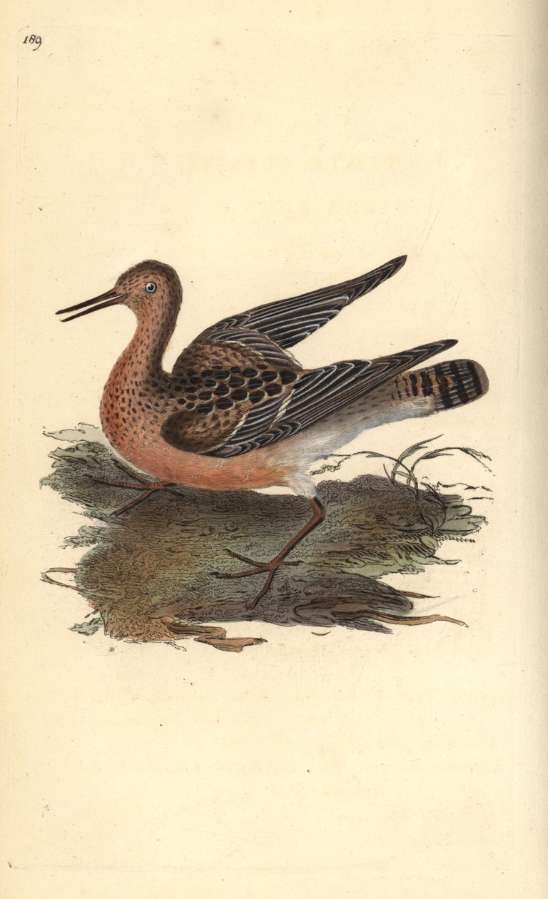 鲁夫，Philomachus pugnax，雌性。爱德华-多诺万根据他自己的《英国鸟类自然史》绘制和雕刻的手绘铜版，伦敦 作者 爱德华·多诺万