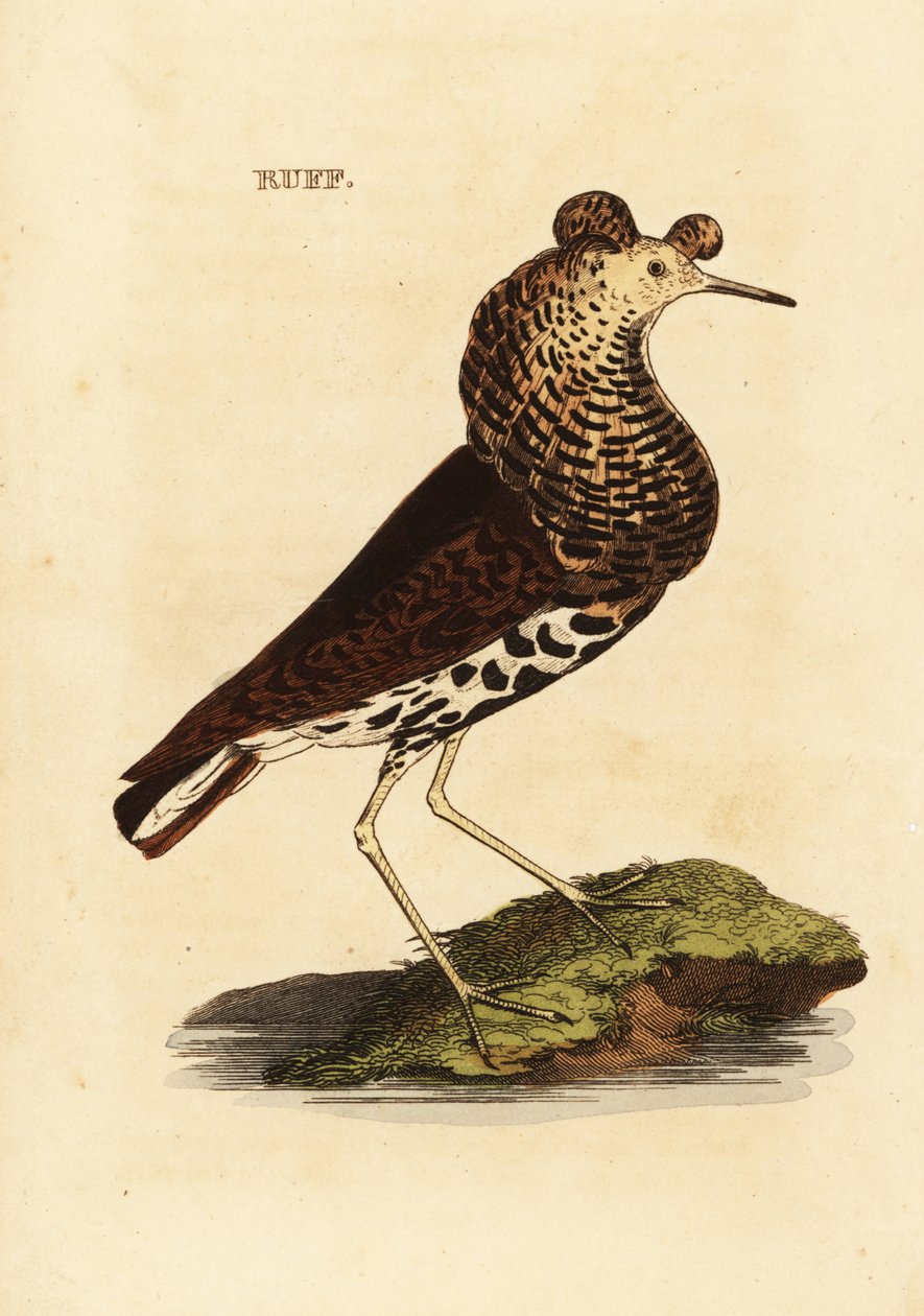Ruff, male, Philomachus pugnax 作者 爱德华·多诺万