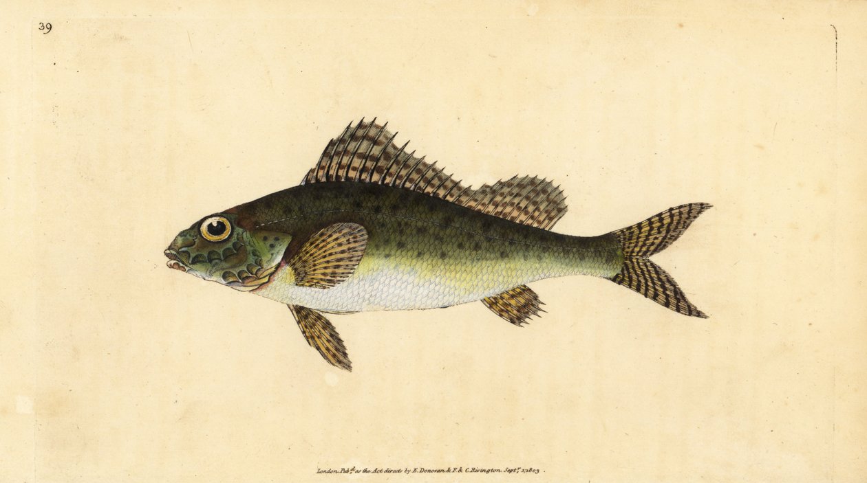 围脖，Gymnocephalus cernua（Perca cernua）。爱德华-多诺万根据他的《英国鱼类自然史》绘制和雕刻的手绘铜版，多诺万和F.C.和J.里文顿，伦敦 作者 爱德华·多诺万