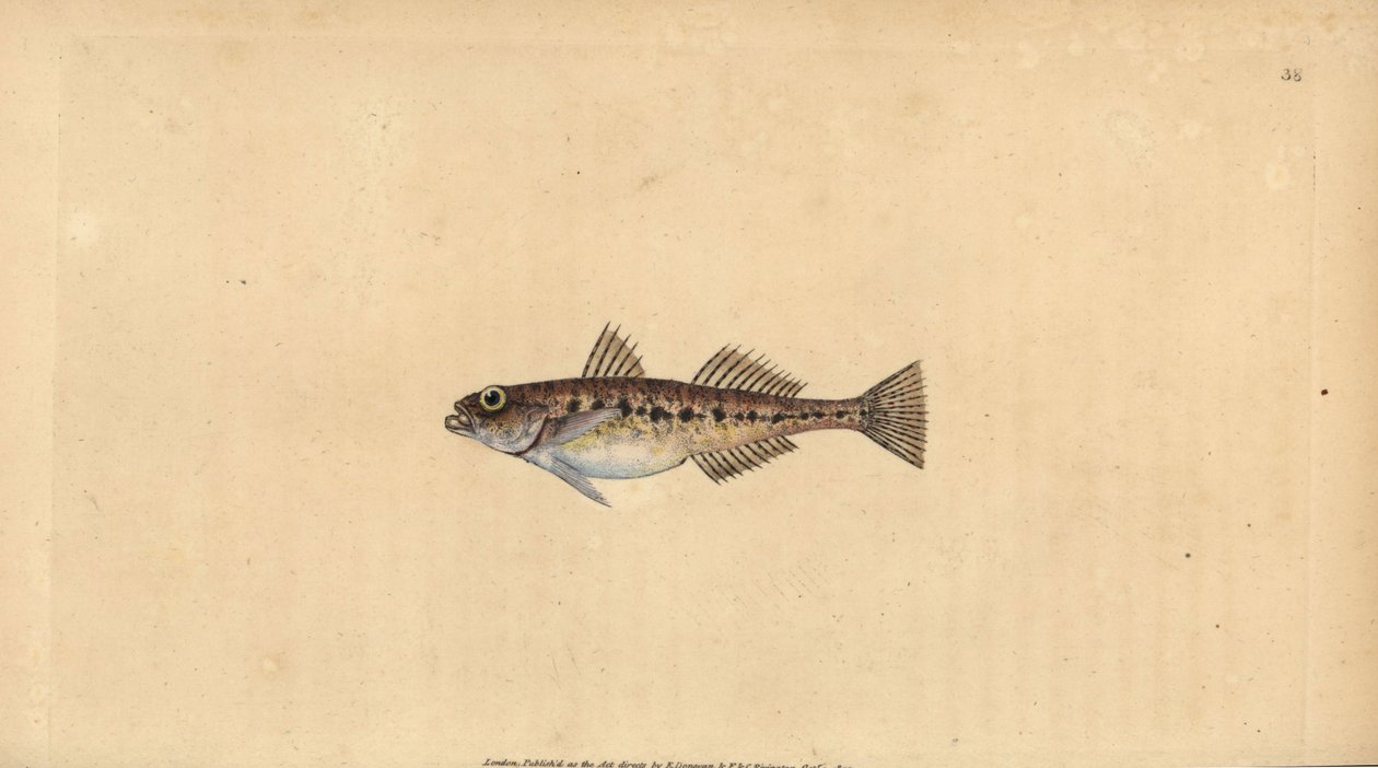 沙虾虎鱼，Pomatoschistus minutus (Spotted goby, Gobius minutus)。爱德华-多诺万根据他的《英国鱼类自然史》绘制和雕刻的手绘铜版，多诺万和F.C.和J.Rivington，伦敦 作者 爱德华·多诺万