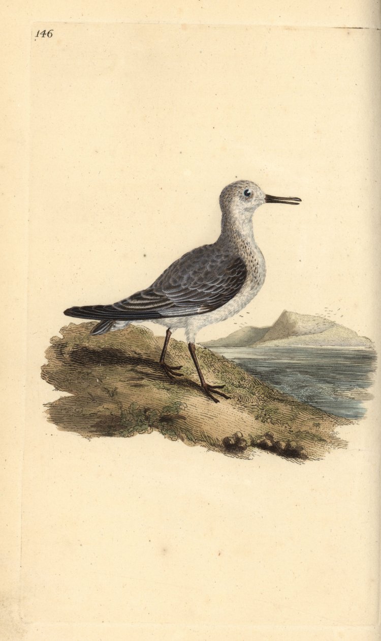 桑德林，Calidris alba。爱德华-多诺万根据他自己的《英国鸟类自然史》绘制和雕刻的手绘铜版，伦敦 作者 爱德华·多诺万