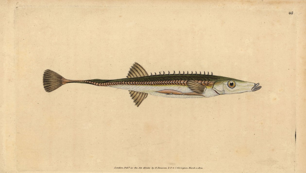 海刺鱼，Spinachia spinachia（十五棘刺鱼，Gasterosteus spinachia）。爱德华-多诺万根据他的《英国鱼类自然史》绘制和雕刻的手绘铜版，多诺万和F.C.和J.Rivington，伦敦 作者 爱德华·多诺万