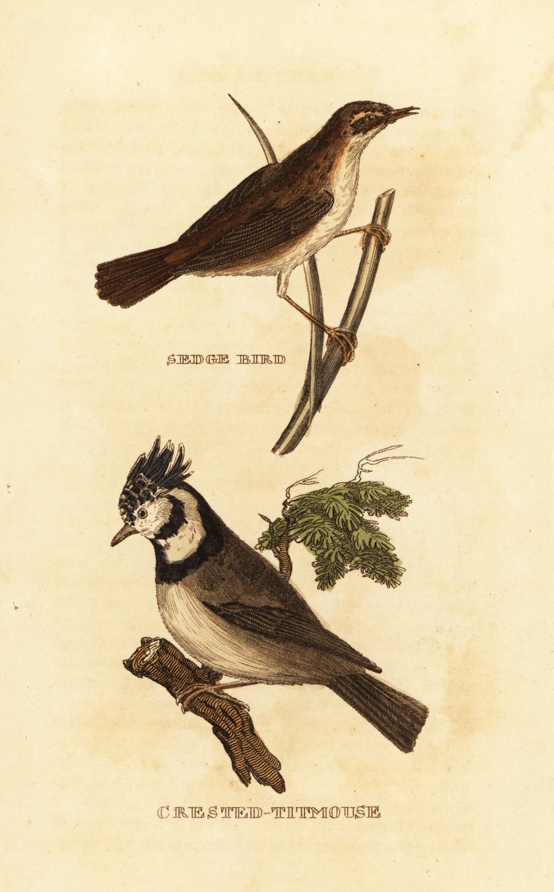 莎草莺、Acrocephalus schoenobaenus 和欧洲凤头山雀 Lophophanes cristatus 作者 爱德华·多诺万
