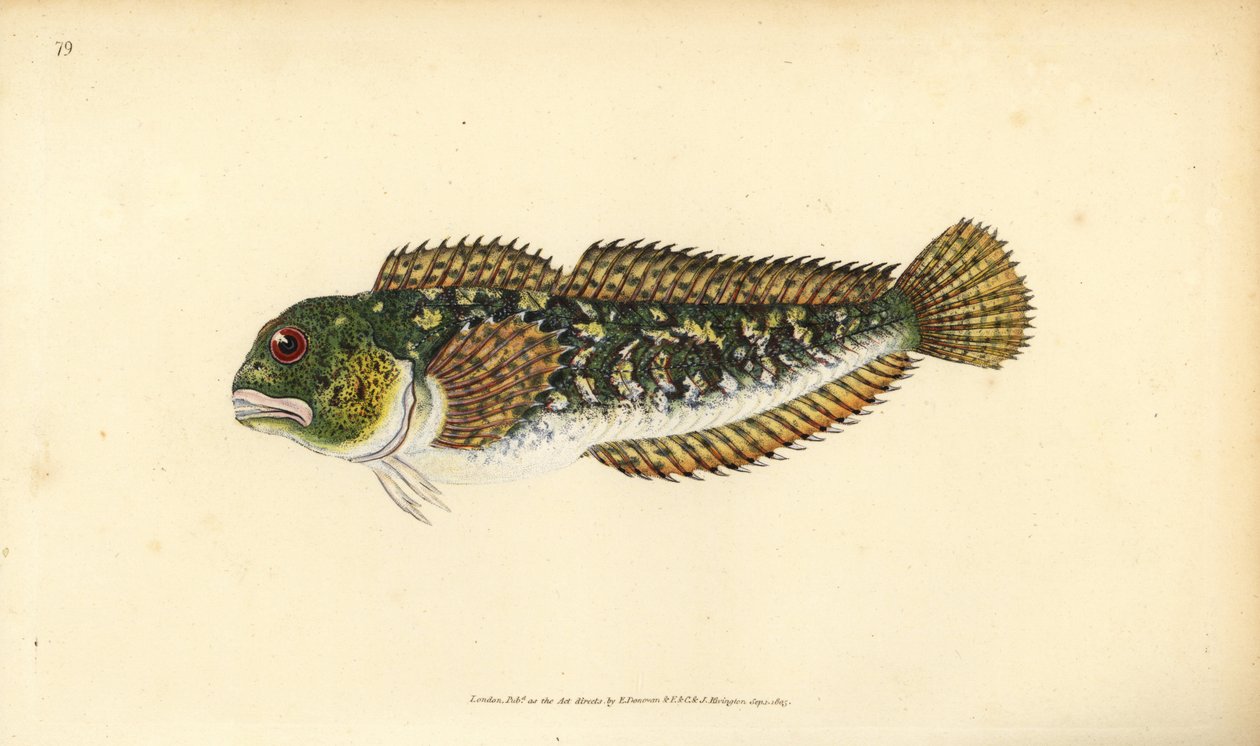 Shanny, Lipophrys pholis (Smooth blenny, Blennius pholis)。爱德华-多诺万根据他的《英国鱼类自然史》绘制和雕刻的手绘铜版，多诺万和F.C.和J.Rivington，伦敦 作者 爱德华·多诺万