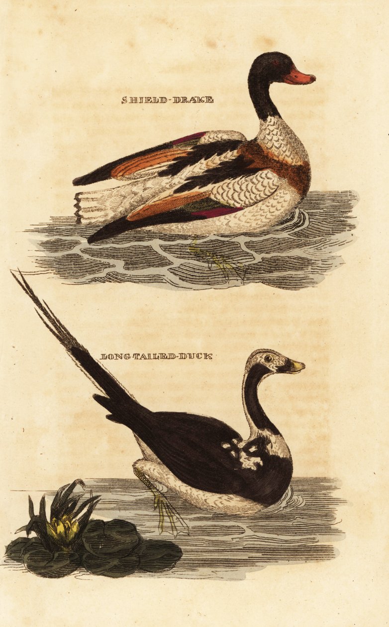 Shelduck、Tadorna tadorna 和长尾鸭、Clangula hyemalis 作者 爱德华·多诺万