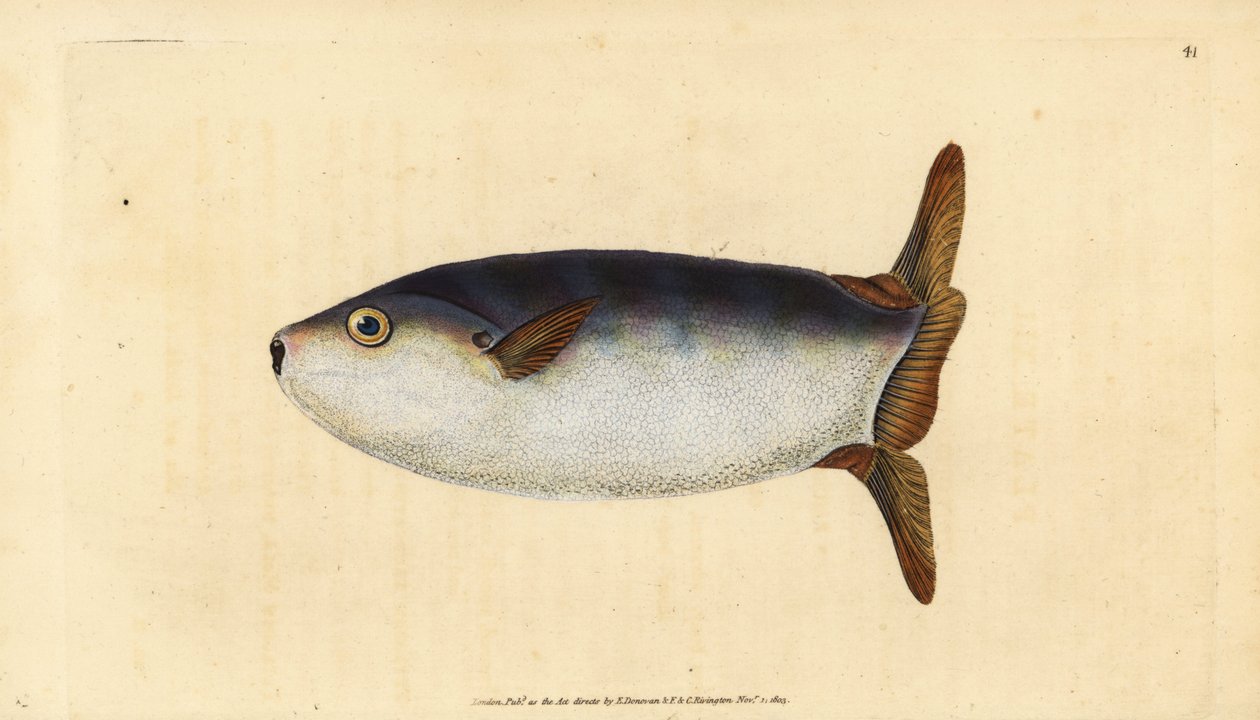 纤细的太阳鱼，Ranzania laevis（截短的太阳鱼，Tetrodon truncatus）。爱德华-多诺万根据他的《英国鱼类自然史》绘制和雕刻的手绘铜版，多诺万和F.C.和J.雷文顿，伦敦 作者 爱德华·多诺万