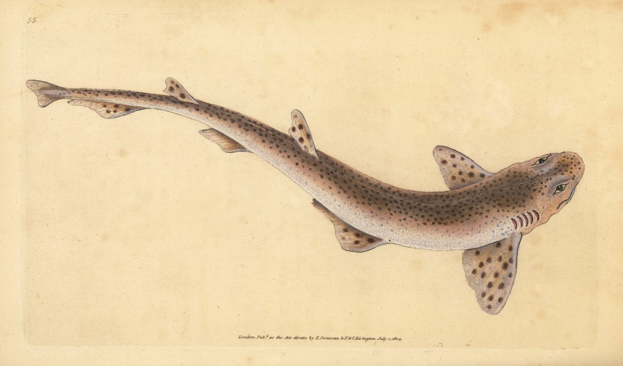 小斑纹猫鲨，Scyliorhinus canicula（小斑纹鲨鱼，Squalus catulus）。爱德华-多诺万根据他的《英国鱼类自然史》绘制和雕刻的手绘铜版，多诺万和F.C.和J.Rivington，伦敦 作者 爱德华·多诺万