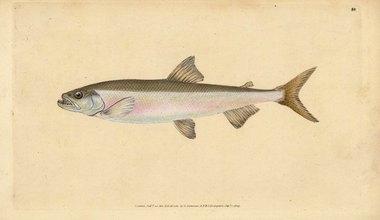胡瓜鱼，Osmerus eperlanus（Salmo eperlanus）。爱德华-多诺万根据他的《英国鱼类自然史》绘制和雕刻的手绘铜版，多诺万和F.C.和J.Rivington，伦敦 作者 爱德华·多诺万