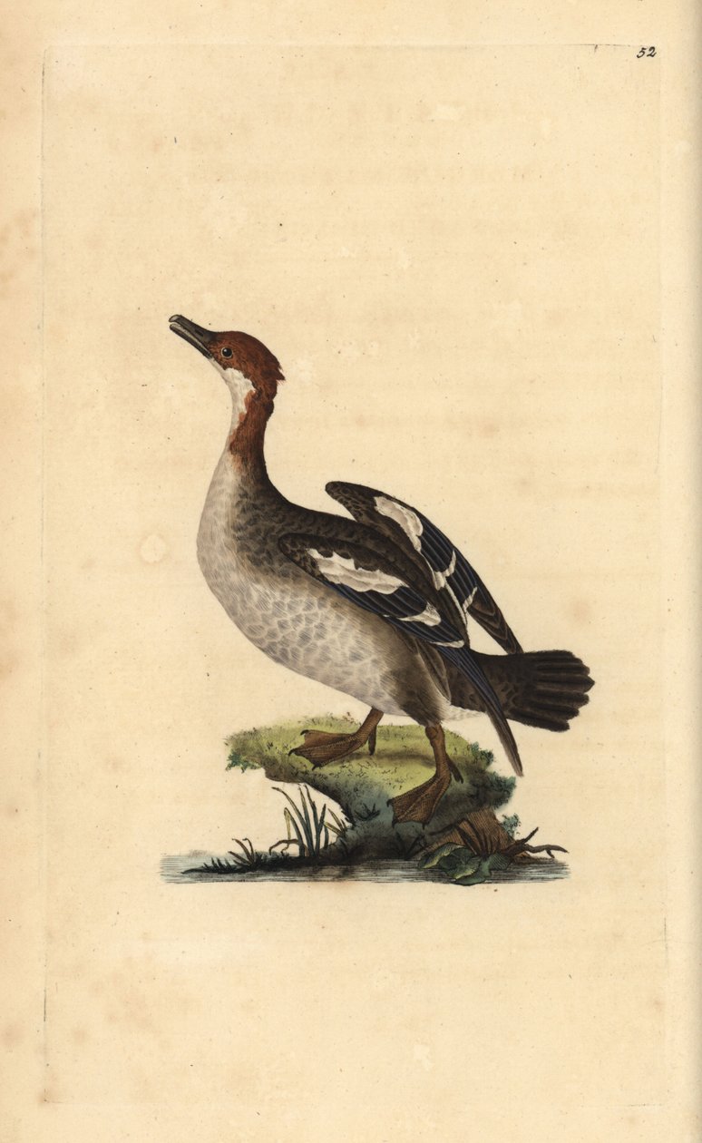 Smew，Mergellus albellus，雌性。爱德华-多诺万根据他自己的《英国鸟类自然史》绘制和雕刻的手绘铜版，伦敦 作者 爱德华·多诺万