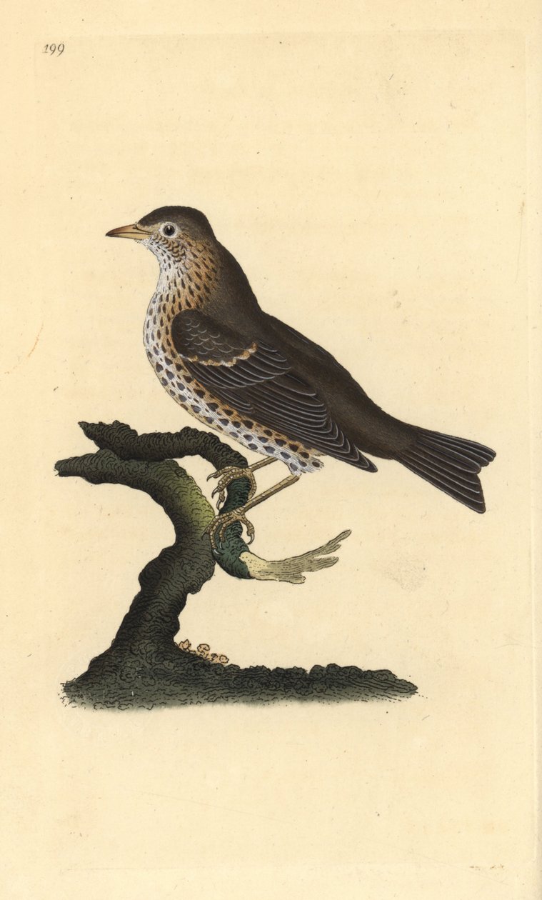 歌鸫，Turdus philomelos。爱德华-多诺万根据他自己的《英国鸟类自然史》绘制和雕刻的手绘铜版，伦敦 作者 爱德华·多诺万