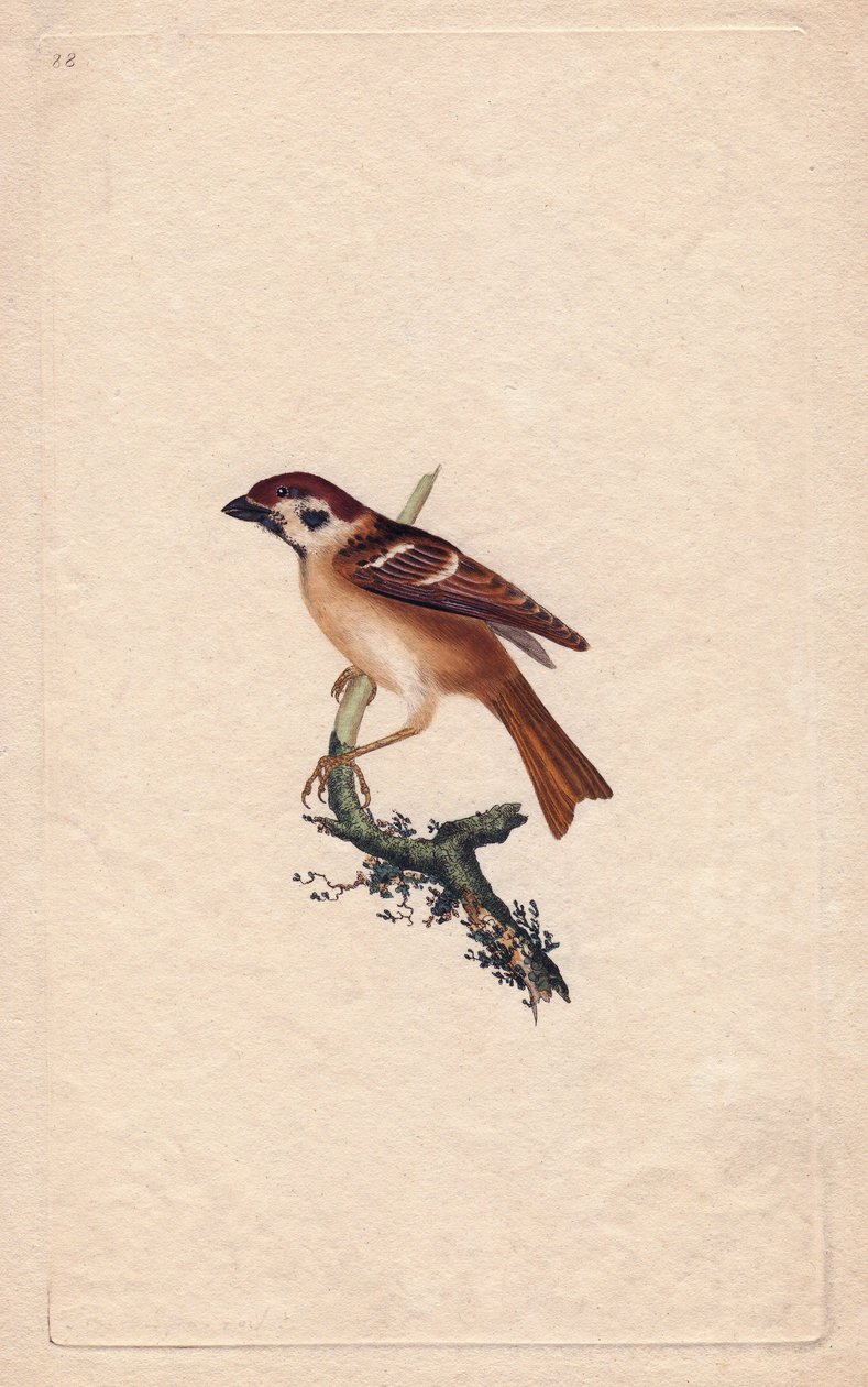 麻雀。Pass montanus.爱德华-多诺万（1768-1837）的铜版画，发表于《英国鸟类自然史》，伦敦 作者 爱德华·多诺万
