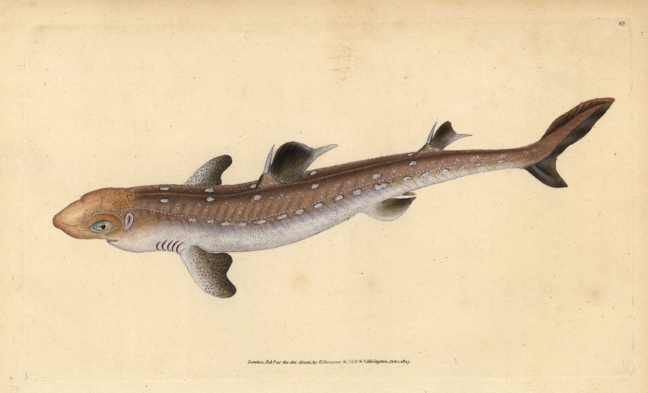 棘皮狗鱼，Squalus acanthias(挑食鲨鱼或狗鱼)。易受伤害。爱德华-多诺万根据他的《英国鱼类自然史》绘制和雕刻的手绘铜版，多诺万和F.C.和J.Rivington，伦敦 作者 爱德华·多诺万
