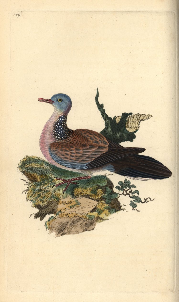 斑鸠或班鸠，Spilopelia chinensis。爱德华-多诺万根据他自己的《英国鸟类自然史》绘制和雕刻的手绘铜版，伦敦 作者 爱德华·多诺万