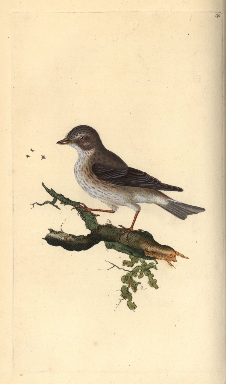 斑点捕蝇草，Muscicapa striata。爱德华-多诺万根据他自己的《英国鸟类自然史》绘制和雕刻的手绘铜版，伦敦 作者 爱德华·多诺万