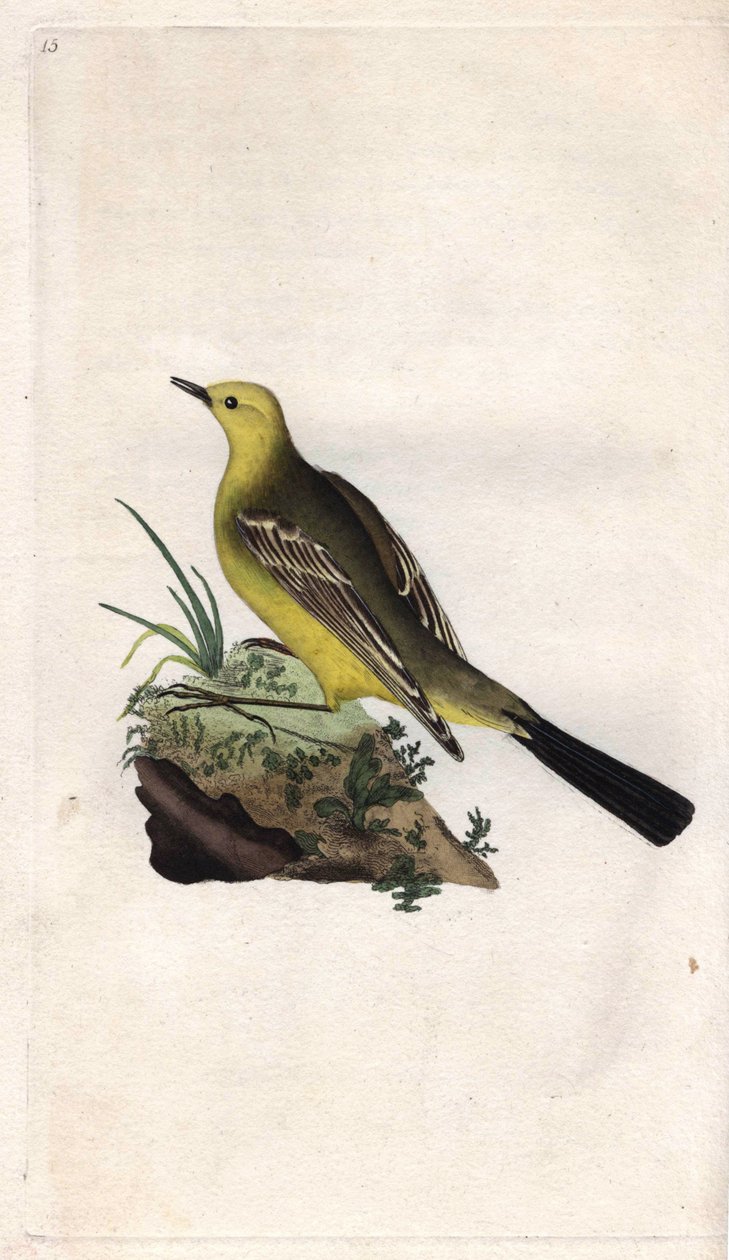 春天的Bergeronnette。Motacilla flava。爱德华-多诺万（1768-1837）的铜版画，发表于《英国鸟类自然史》，伦敦 作者 爱德华·多诺万