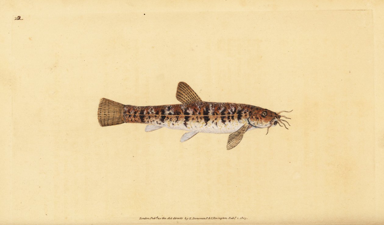 石泥鳅，Barbatula barbatula (Bearded loche, Cobitis barbatula)。爱德华-多诺万根据他的《英国鱼类自然史》绘制和雕刻的手绘铜版，多诺万和F.C.和J.Rivington，伦敦 作者 爱德华·多诺万