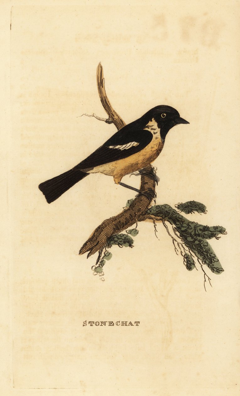 Stonechat, Saxicola rubicola 作者 爱德华·多诺万