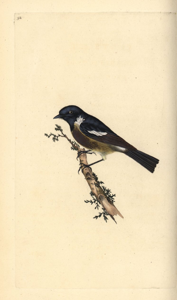石鸡，Saxicola rubicola。爱德华-多诺万根据他自己的《英国鸟类自然史》绘制和雕刻的手绘铜版，伦敦 作者 爱德华·多诺万