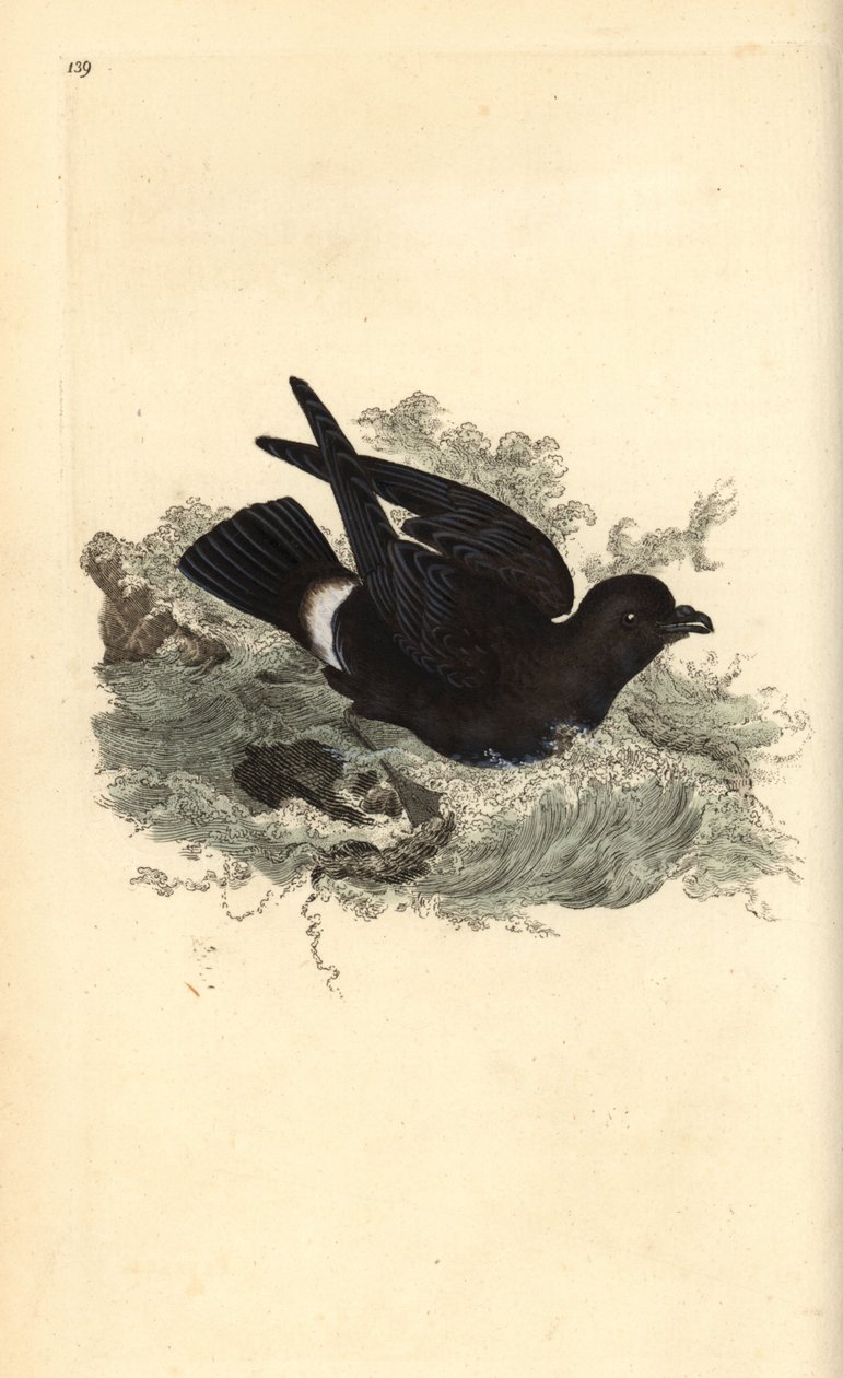 风暴海燕，Hydrobates pelagicus。爱德华-多诺万根据他自己的《英国鸟类自然史》绘制和雕刻的手绘铜版，伦敦 作者 爱德华·多诺万