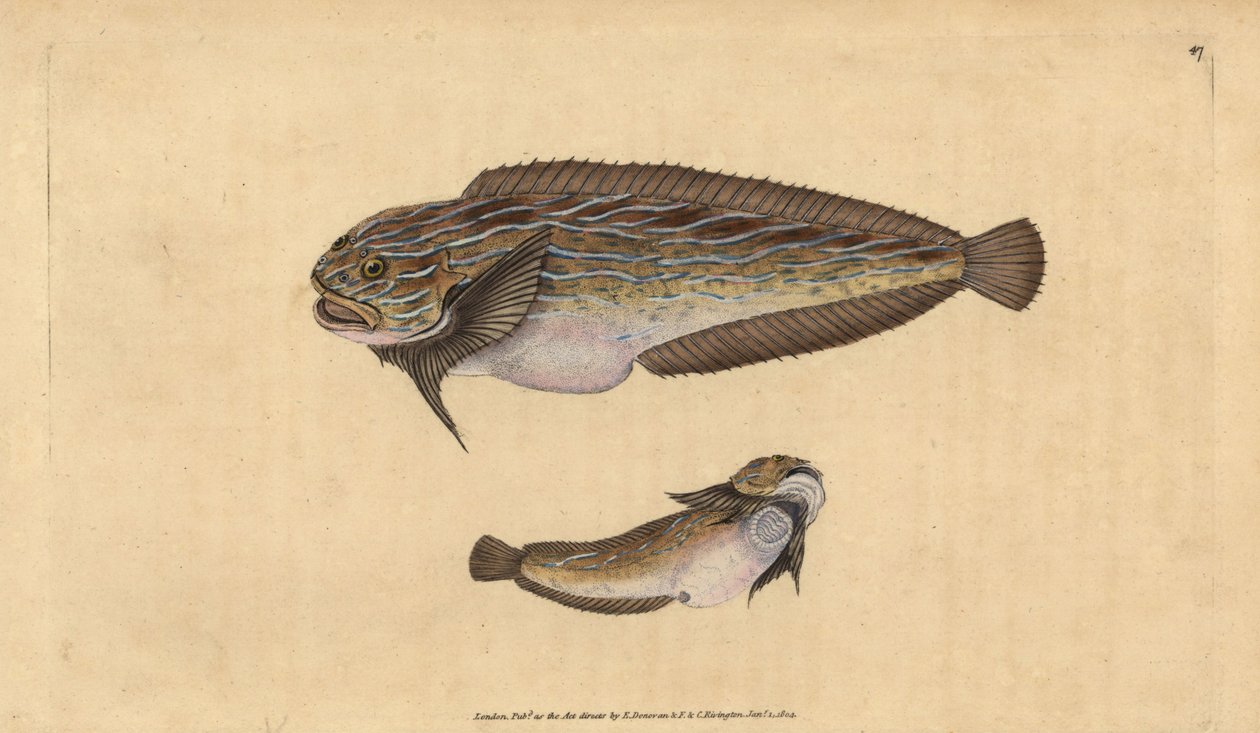 条纹海螺，Liparis liparis (Unctuous lumpsucker, Cyclopterus liparis)。爱德华-多诺万根据他的《英国鱼类自然史》绘制和雕刻的手绘铜版，多诺万和F.C.和J.Rivington，伦敦 作者 爱德华·多诺万