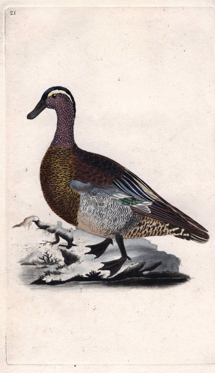 夏天的凫鱼。Anas querquedula。爱德华-多诺万（1768-1837）的铜版画，发表于《英国鸟类自然史》，伦敦 作者 爱德华·多诺万