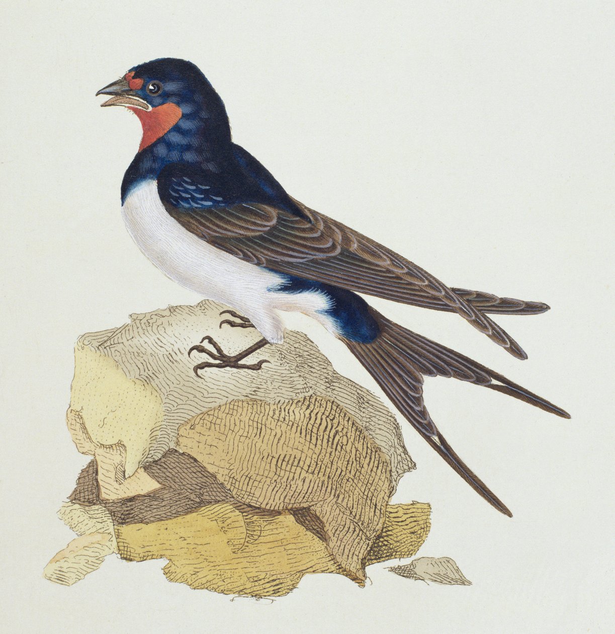 燕子来自“英国鸟类的历史”，1799年 作者 爱德华·多诺万