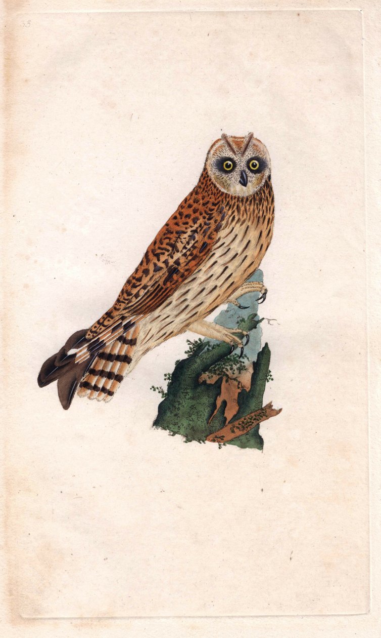沼泽猫头鹰。Asio flammeus（Strix brachyotos，Strix brachyotis）。爱德华-多诺万（1768-1837）的铜版画，发表于《英国鸟类自然史》，伦敦 作者 爱德华·多诺万