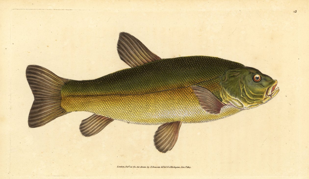 Tench，Tinca tinca（Cyprinus tinca）。爱德华-多诺万根据他的《英国鱼类自然史》绘制和雕刻的手绘铜版，多诺万和F.C.和J.里文顿，伦敦 作者 爱德华·多诺万