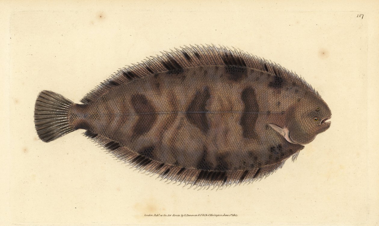 厚背鱼，Microchirus variegatus（变色鱼，Pleuronectes variegatus）。爱德华-多诺万根据他的《英国鱼类自然史》绘制和雕刻的手绘铜版，多诺万和F.C.和J.Rivington，伦敦 作者 爱德华·多诺万