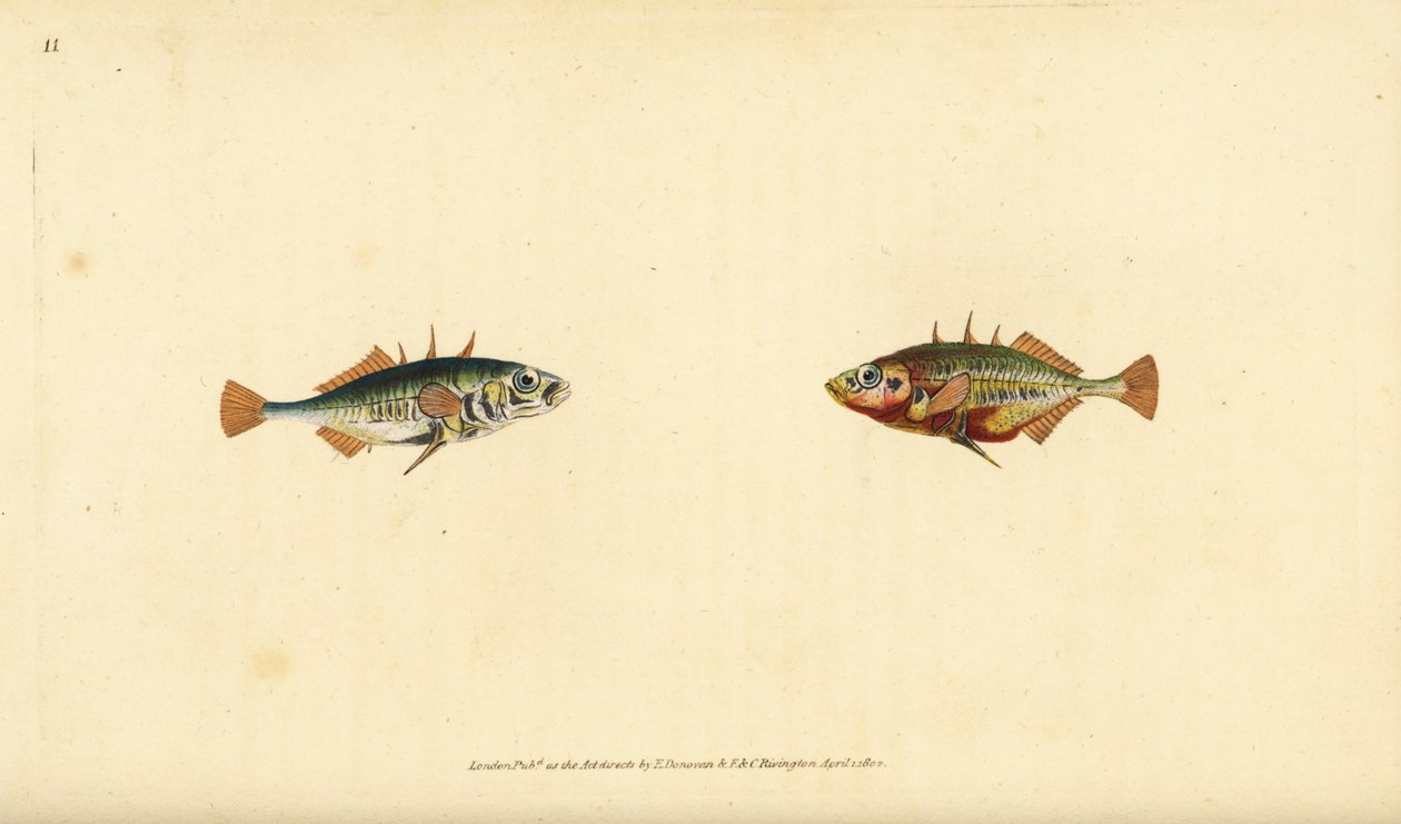 三棘鱼，Gasterosteus aculeatus。爱德华-多诺万根据他的《英国鱼类自然史》绘制和雕刻的手绘铜版，多诺万和F.C.和J.雷文顿，伦敦 作者 爱德华·多诺万