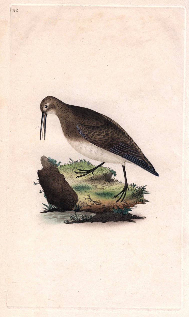 小巧的喙。Calidris minutilla（Tringa cinclus）。爱德华-多诺万（1768-1837）的铜版画，发表于《英国鸟类自然史》，伦敦 作者 爱德华·多诺万