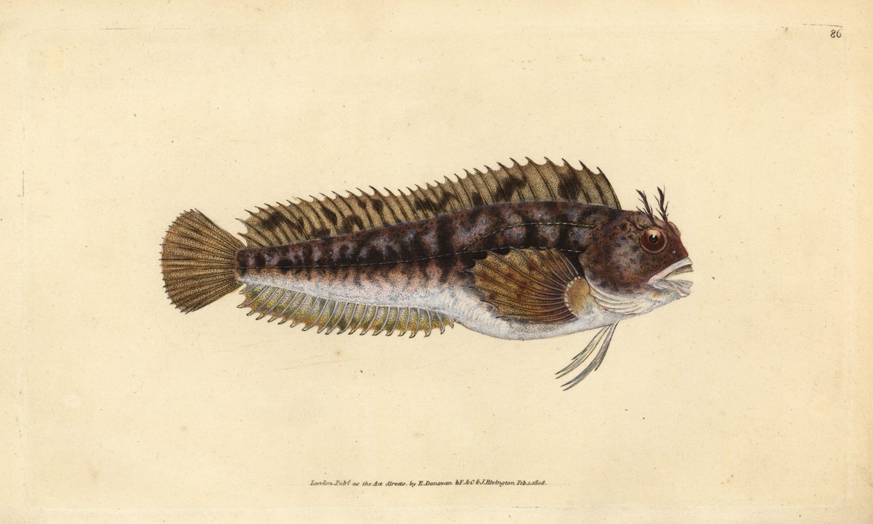 Tompot blenny，Parablennius gattorugine（Gattorugine，Blennius gattorugine）。爱德华-多诺万根据他的《英国鱼类自然史》绘制和雕刻的手绘铜版，多诺万和F.C.和J.Rivington，伦敦 作者 爱德华·多诺万