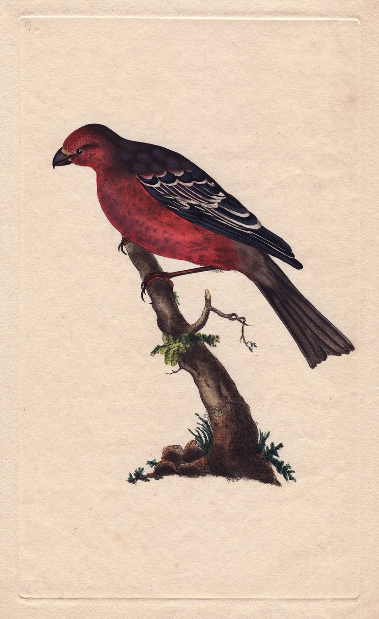 树种。Pinicola enucleator（Loxia enucleator）。爱德华-多诺万（1768-1837）的铜版画，发表于《英国鸟类自然史》，伦敦 作者 爱德华·多诺万