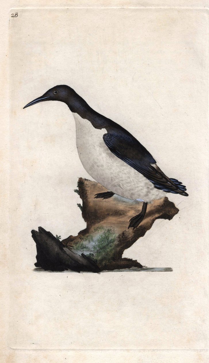 特罗伊尔鹦鹉Uria aalge（Colymbus troile）。爱德华-多诺万（1768-1837）的铜版画，发表于《英国鸟类自然史》，伦敦 作者 爱德华·多诺万