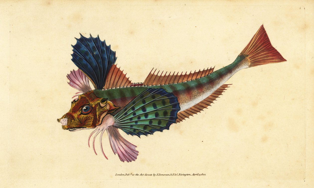 Tub gurnard, Chelidonichthys lucerna（Sappharine gurnard，Trigla hirundo）。爱德华-多诺万根据他的《英国鱼类自然史》绘制和雕刻的手绘铜版，多诺万和F.C.和J.Rivington，伦敦 作者 爱德华·多诺万