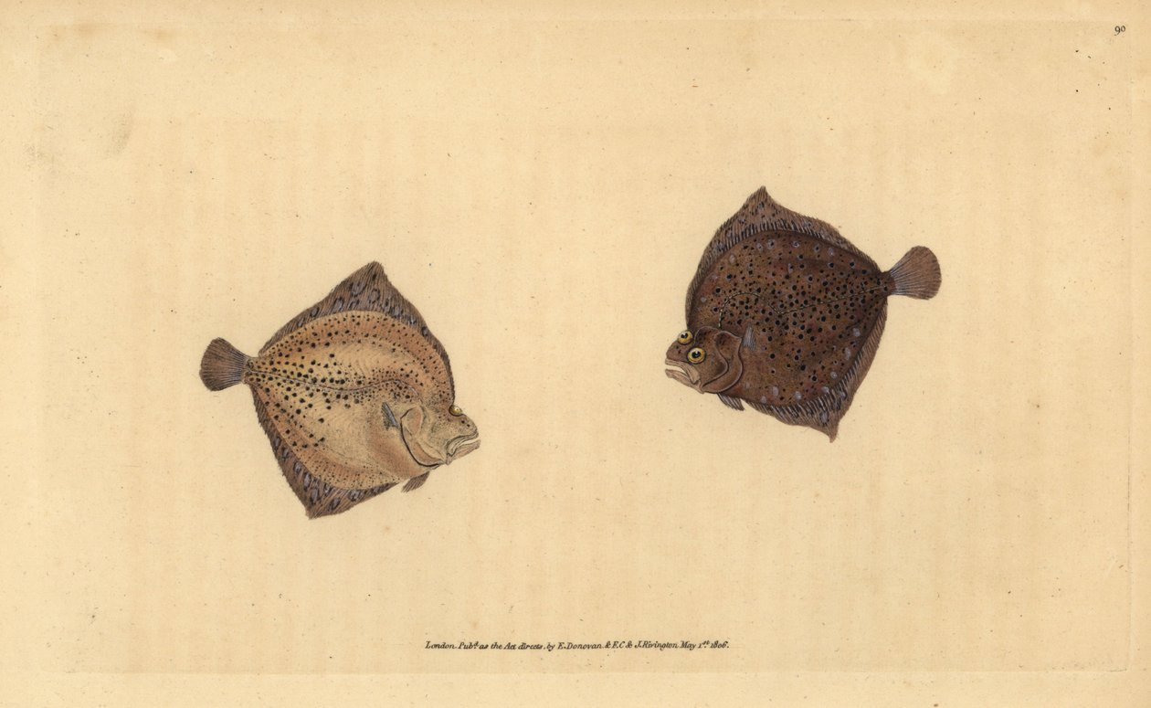 大菱鲆，Scophthalmus maximus（独眼鲽，Pleuronectes cyclops）。爱德华-多诺万根据他的《英国鱼类自然史》绘制和雕刻的手绘铜版，多诺万和F.C.和J.Rivington，伦敦 作者 爱德华·多诺万