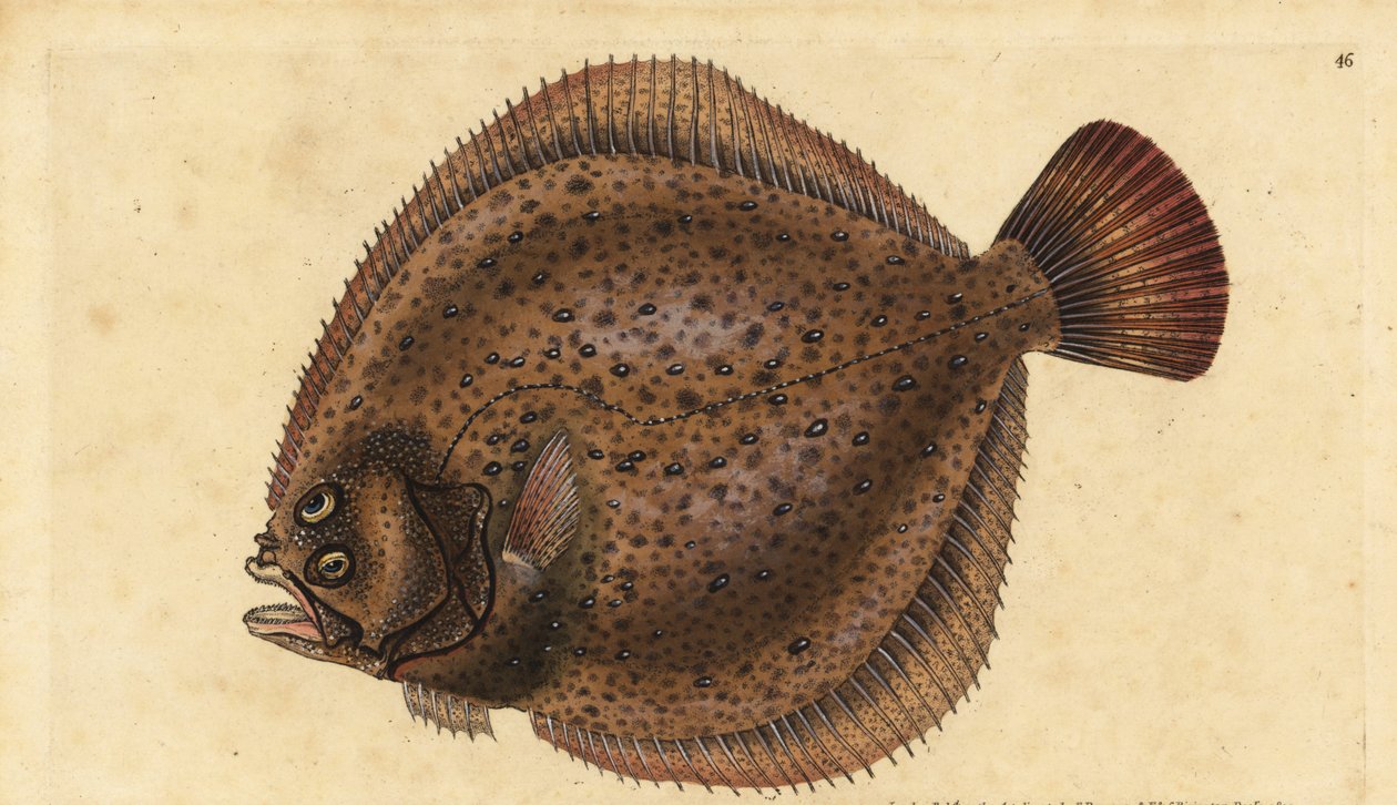 大菱鲆，Scophthalmus maximus（Pleuronectes maximus）。爱德华-多诺万根据他的《英国鱼类自然史》绘制和雕刻的手绘铜版，多诺万和F.C.和J.Rivington，伦敦 作者 爱德华·多诺万