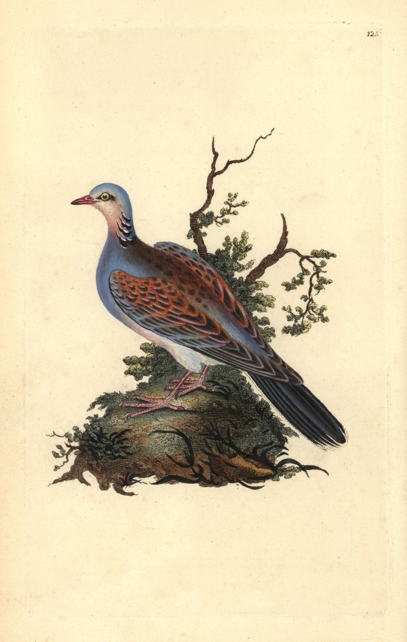 斑鸠，Streptopelia turtur。爱德华-多诺万根据他自己的《英国鸟类自然史》（1794-1819）绘制和雕刻的手绘铜版。爱德华-多诺万（1768-1837）是一位英裔爱尔兰业余动物学家、作家、艺术家和雕刻家。他的作品 作者 爱德华·多诺万