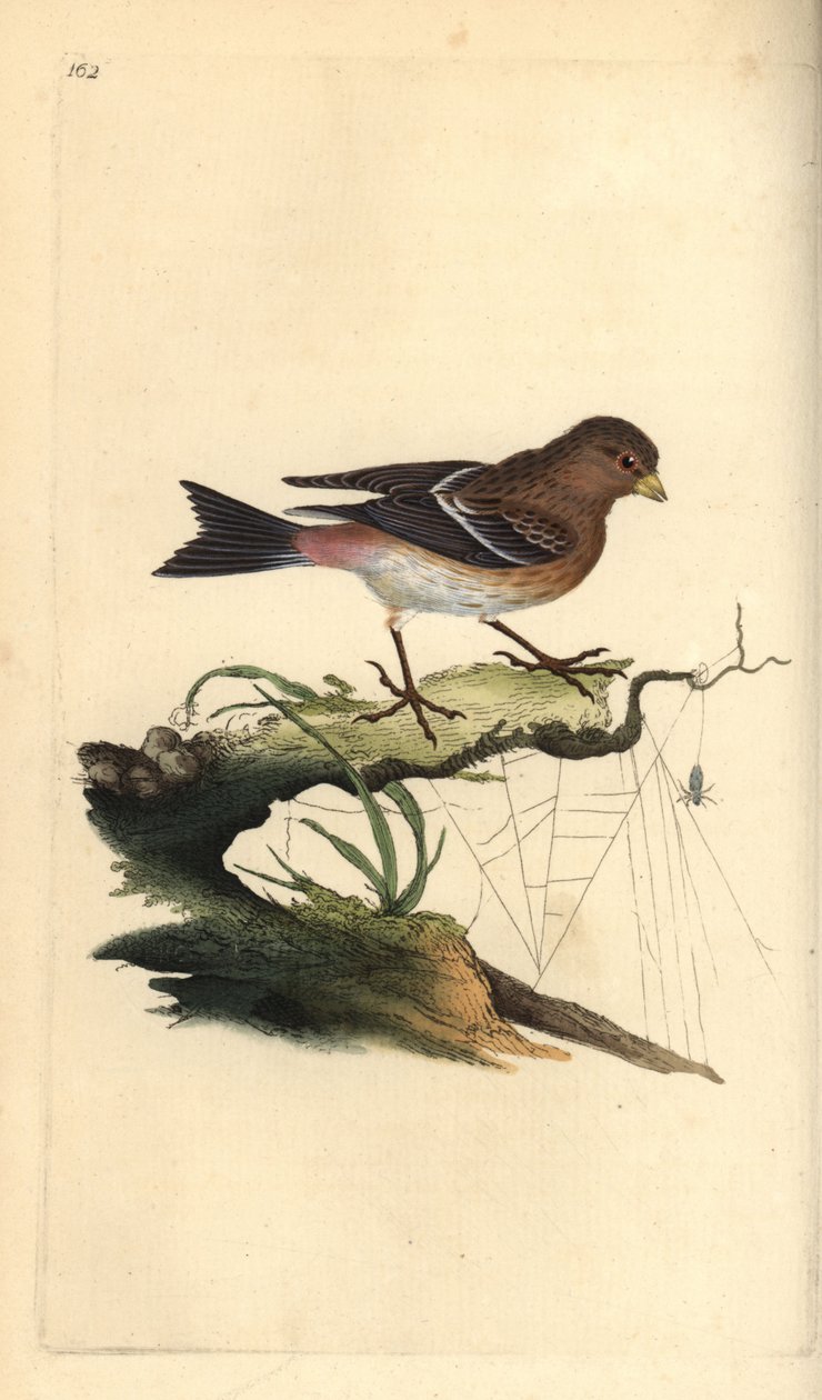 Twite, Carduelis flavirostris.爱德华-多诺万根据他自己的《英国鸟类自然史》绘制和雕刻的手绘铜版，伦敦 作者 爱德华·多诺万