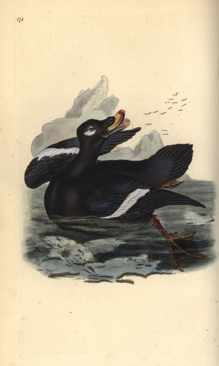 天鹅绒 scoter，Melanitta fusca。 爱德华多诺万从他自己的“英国鸟类自然史”中绘制和雕刻的手绘铜版，伦敦 作者 爱德华·多诺万