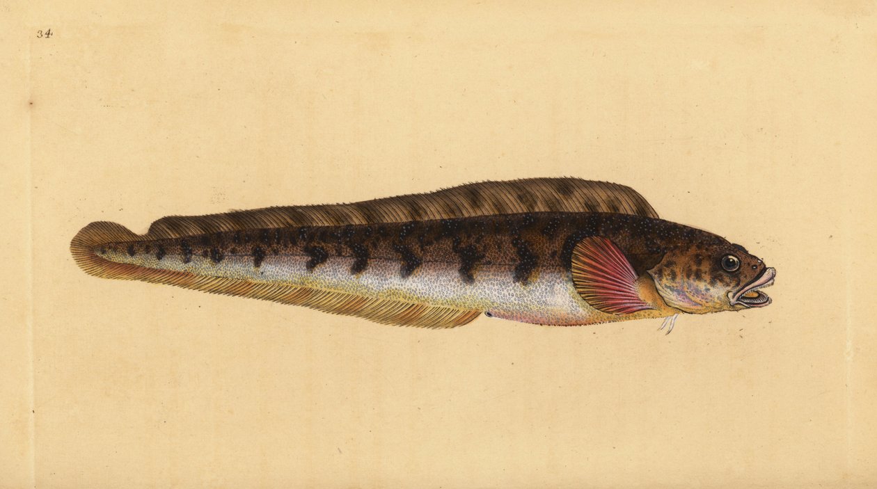 Viviparous eelpout, Zoarces viviparus (Viviparus blenny, Blennius viviparus)。爱德华-多诺万根据他的《英国鱼类自然史》绘制和雕刻的手绘铜版，多诺万和F.C.和J.Rivington，伦敦 作者 爱德华·多诺万