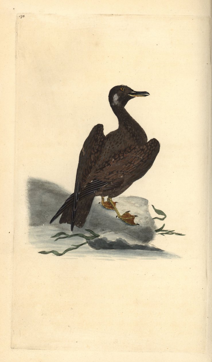 瓦格尔鸥，大黑背海鸥的幼鸟，Larus marinus。爱德华-多诺万根据他自己的《英国鸟类自然史》绘制和雕刻的手绘铜版，伦敦 作者 爱德华·多诺万