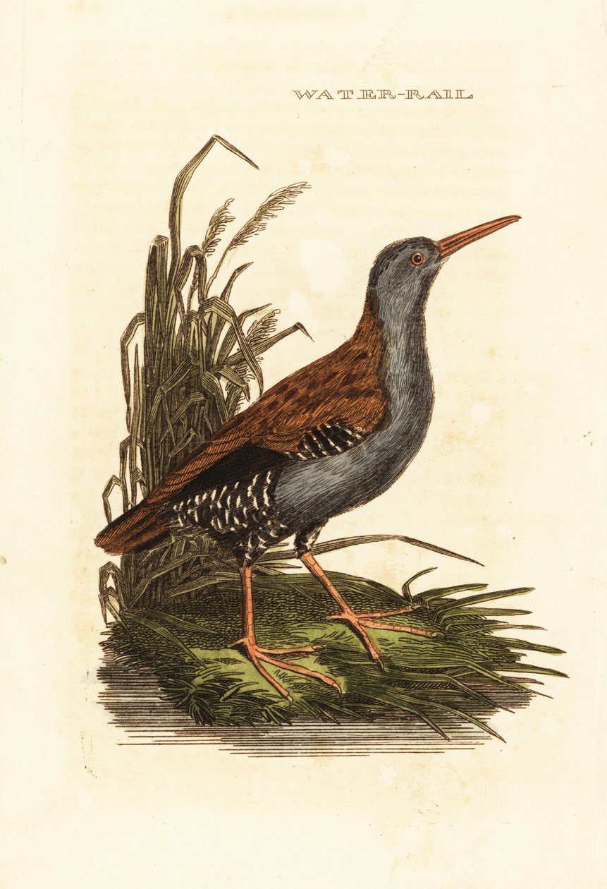 Water rail, Rallus aquaticus 作者 爱德华·多诺万