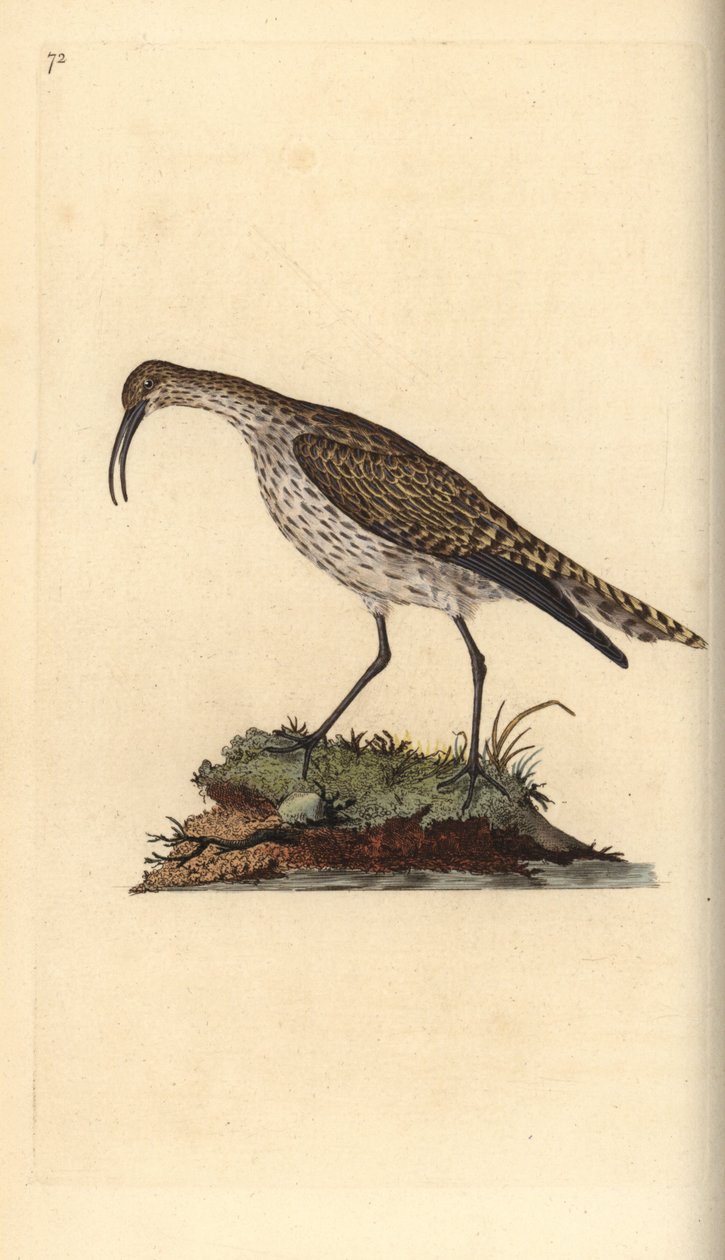 Whimbrel, Numenius phaeopus.爱德华-多诺万根据他自己的《英国鸟类自然史》绘制和雕刻的手绘铜版，伦敦 作者 爱德华·多诺万