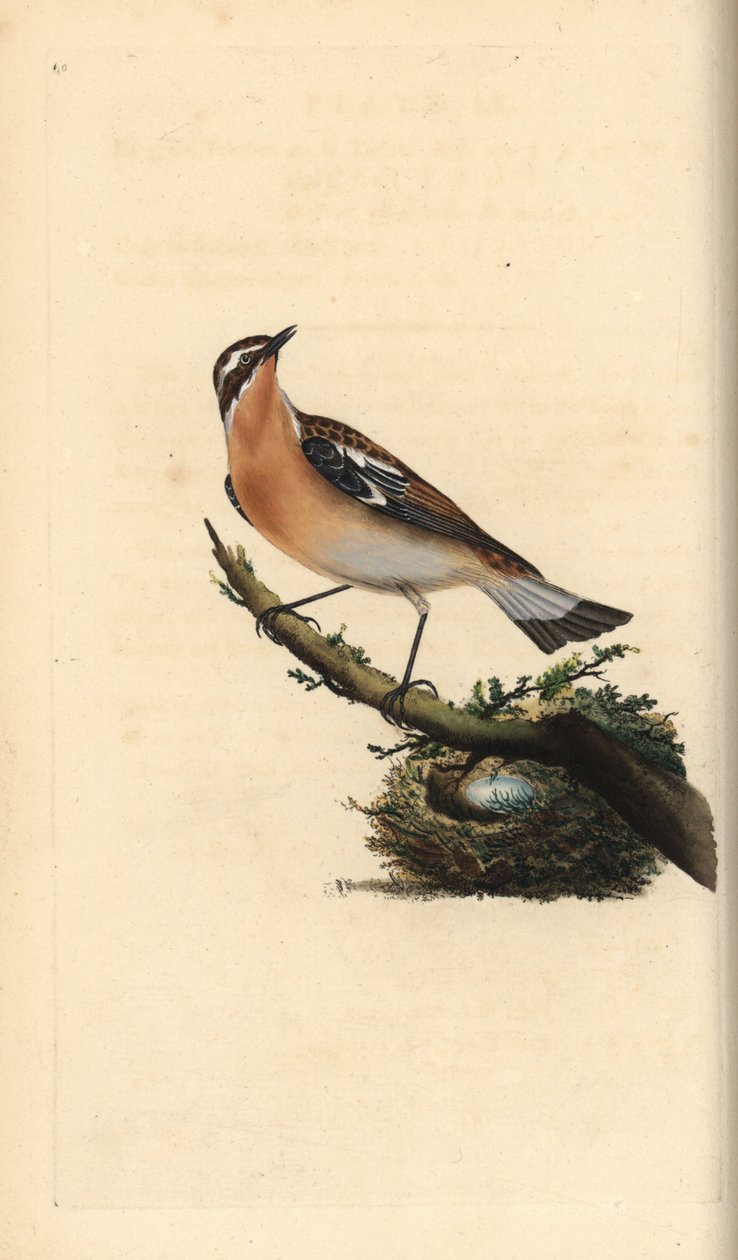Whinchat, Saxicola rubetra.爱德华-多诺万根据他自己的《英国鸟类自然史》绘制和雕刻的手绘铜版，伦敦 作者 爱德华·多诺万