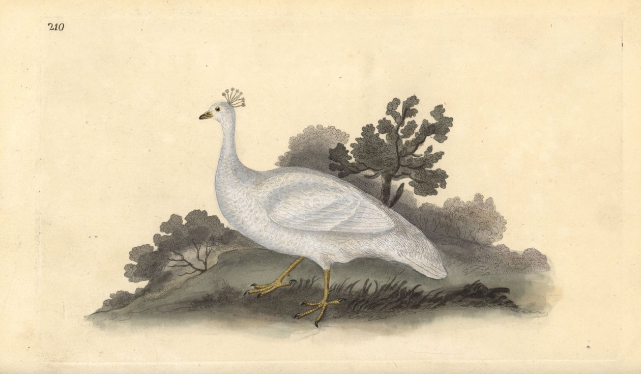 白冠豌豆鸡（雌性），Pavo cristatus。爱德华-多诺万根据他自己的《英国鸟类自然史》绘制和雕刻的手绘铜版，伦敦 作者 爱德华·多诺万