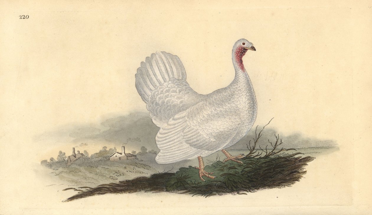 White turkey, Melagris gallopavo (variant). Handcoloured copperplate drawn and engraved by Edward Donovan from his own “Natural History of British Birds,” London 作者 爱德华·多诺万