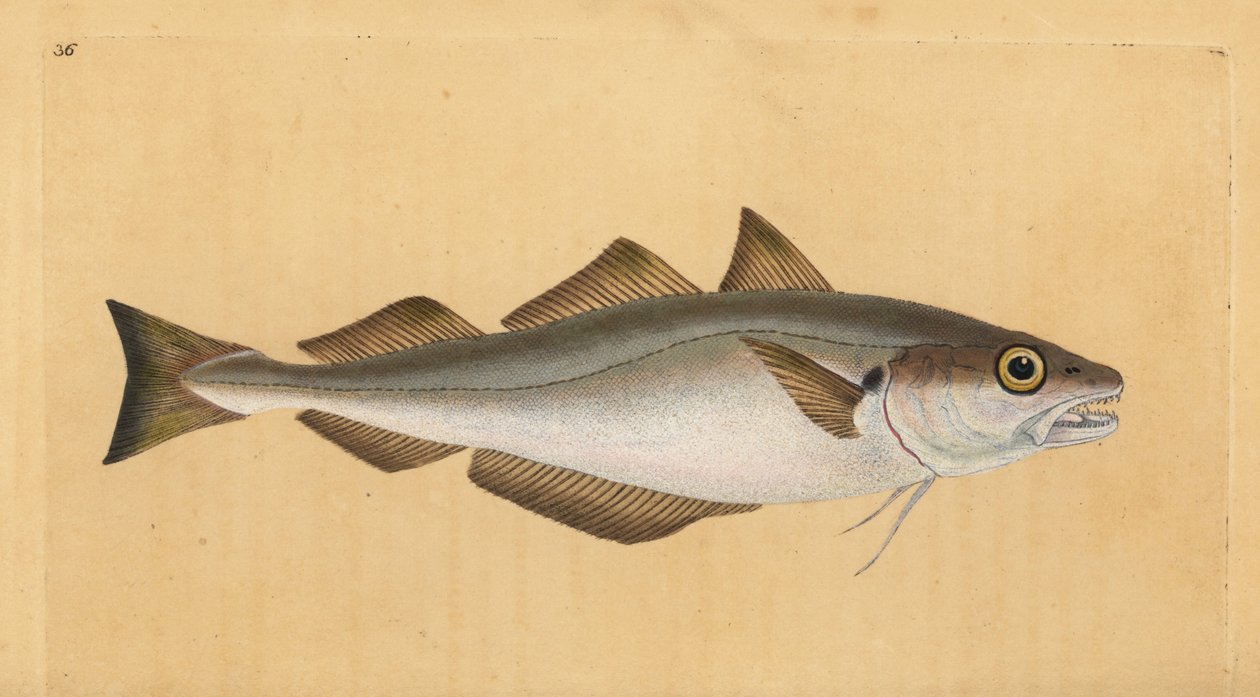 Whiting，Merlangius merlangus（Gadus merlangus）。爱德华-多诺万根据他的《英国鱼类自然史》绘制和雕刻的手绘铜版，多诺万和F.C.和J.Rivington，伦敦 作者 爱德华·多诺万