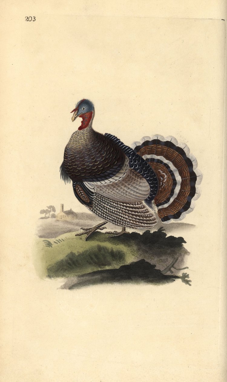 野生火鸡，Meleagris gallopavo。爱德华-多诺万根据他自己的《英国鸟类自然史》绘制和雕刻的手绘铜版，伦敦 作者 爱德华·多诺万