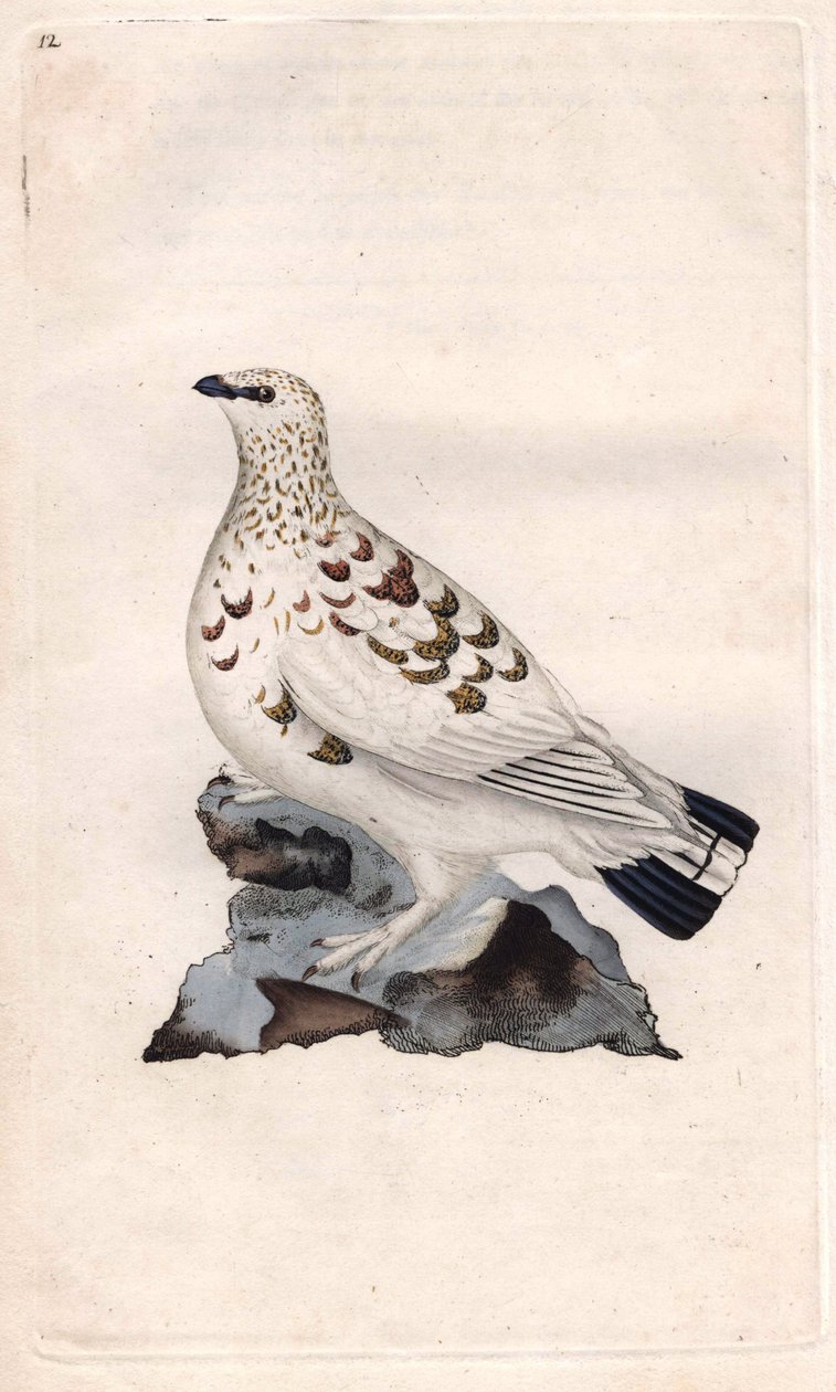柳州帕戈佩德。Lagopus lagopus（Tetrao lagopus）。爱德华-多诺万（1768-1837）的铜版画，发表于《英国鸟类自然史》，伦敦 作者 爱德华·多诺万